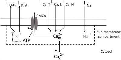 Calcium Oscillations in Pancreatic α-cells Rely on Noise and ATP-Driven Changes in Membrane Electrical Activity